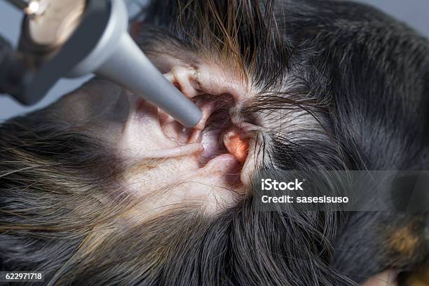 Dog Hate Exam Stock Photo - Download Image Now - Dog, Otitis Externa, Animal - iStock Dog Hate Exam Stock Photo - Download Image Now - Dog, Otitis Externa, Animal - iStock