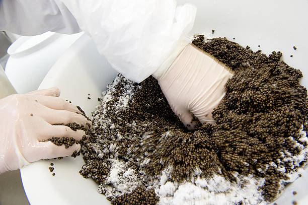 istock Caviar processing plant, worker mixing sturgeon eggs with salt i 622972628