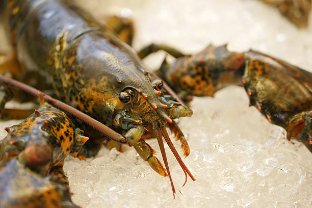 istock fresh living lobster, preserved on ice 622973114