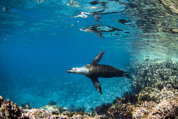 istock sea lion seal underwater while diving galapagos 622975600