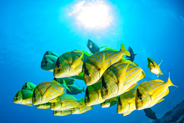 istock Yellow grouper sweetlips school of fish underwater 622975720