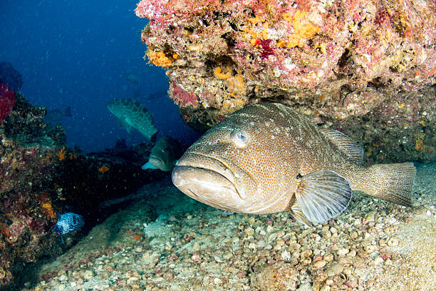 istock grouper sweetlips school of fish underwater 622975850