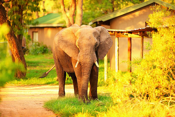 wilde afrikanische elefant - kruger national park national park southern africa africa stock-fotos und bilder