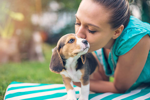 istock Girl with beagle puppies 622977506