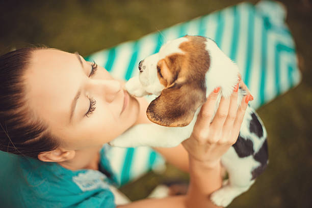 istock Girl with beagle puppies 622977580