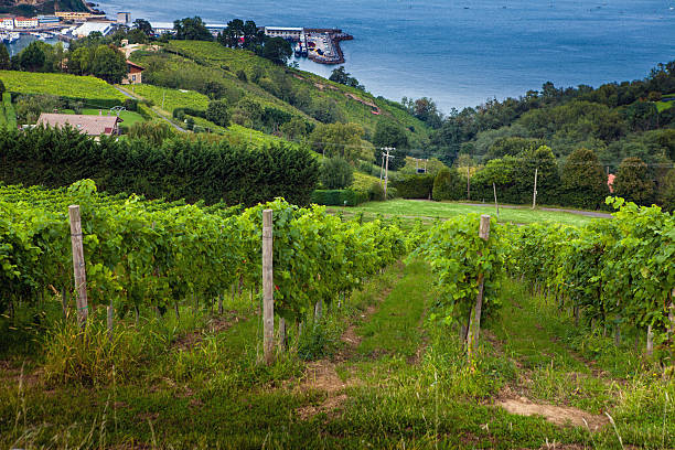 istock The vineyards of  Getaria 622977622