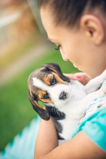 istock Girl with beagle puppies 622977718