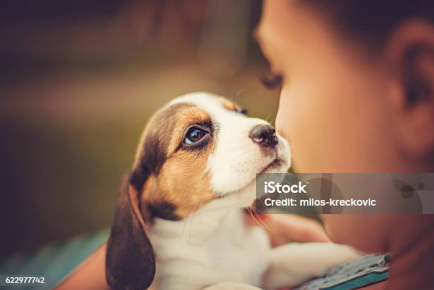 Photo libre de droit de Fille Avec Des Chiots Beagle banque d'images et plus d'images libres de droit de Chiot - Chiot, S'enlacer, Chien