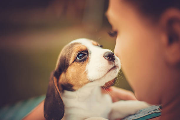 Beautiful blonde enjoying day with puppies
