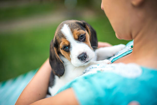 istock Girl with beagle puppies 622977762