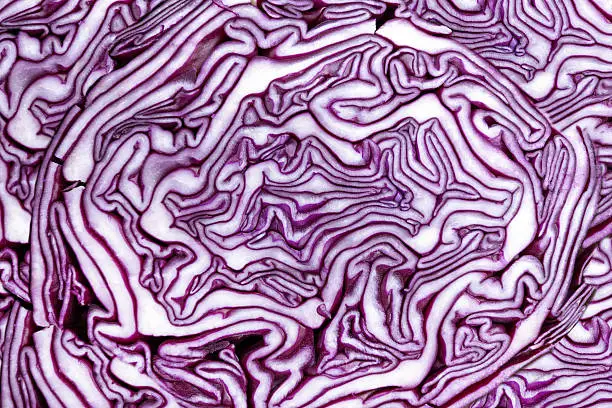 Abstract pattern in a cut red cabbage in close-up