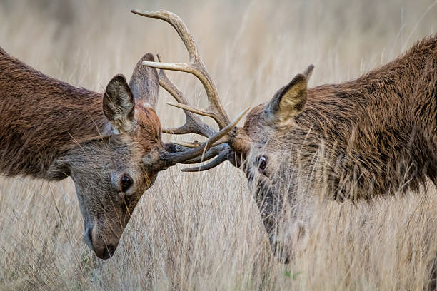 istock Deer Rutting. Animals fighting mating season. 622979706