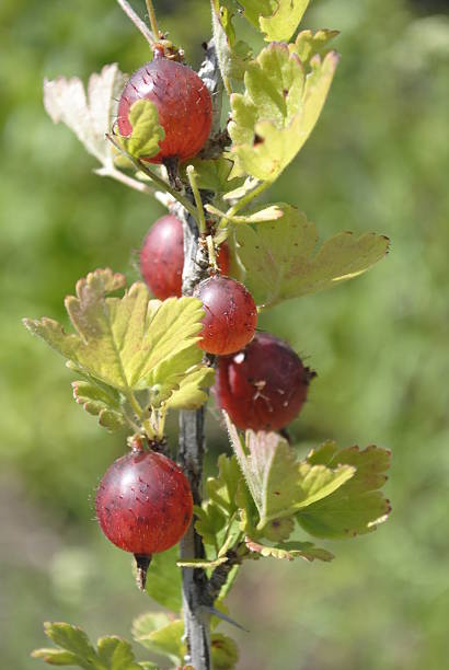istock red gooseberries on the branch 622981216