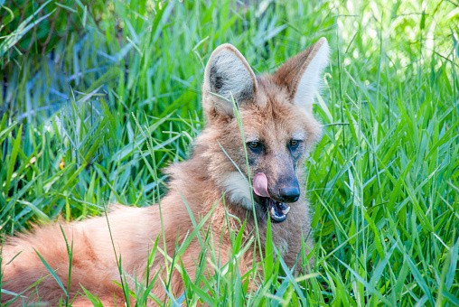 The brazilian Guará Wolf - Lobo Guará