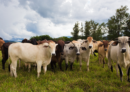 Brasileño vacas en un pasto photo