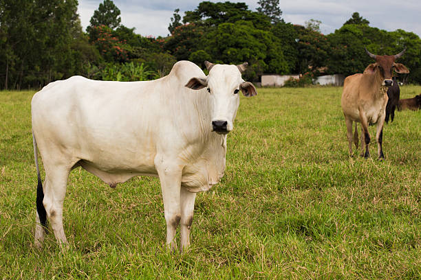 istock brazilian cows on a pasture 622982918