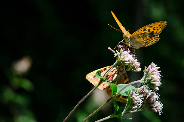 istock orange butterfly on a flower 622984010