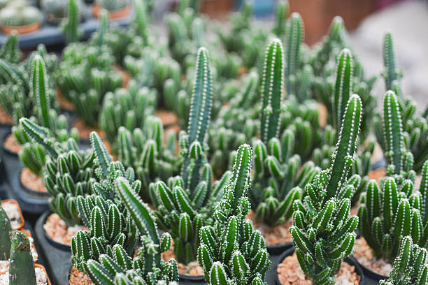 istock Little beautiful cactus on pot ,hipster tone 622984660