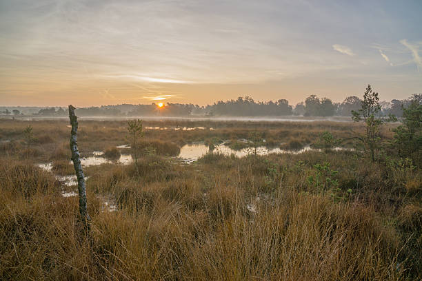 Sunrise in the bog landscape. Misty marsh, lakes nature environment background