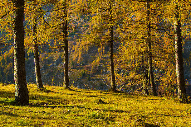 istock Larches in the autumn forest 622985158