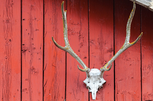 Old deer skull mounted on red wooden wall in Norway