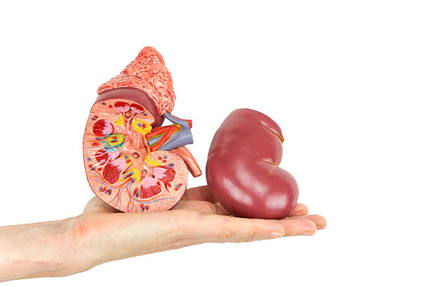 Flat hand showing model human kidney Flat hand showing model of human kidney isolated on white background. In high school children learn about biology and the human organs in the body. This artificial model of a kidney is presented on a female flat hand. It is shown in two parts so you can see the inside and the outside together. Concept of education, health, organ, kidney, sick, sickness, blood, purification, body, internal, donor, donation, urine, hospital, specialist, teach, educate, education, science, healthcare. nephropathy photos stock pictures, royalty-free photos & images