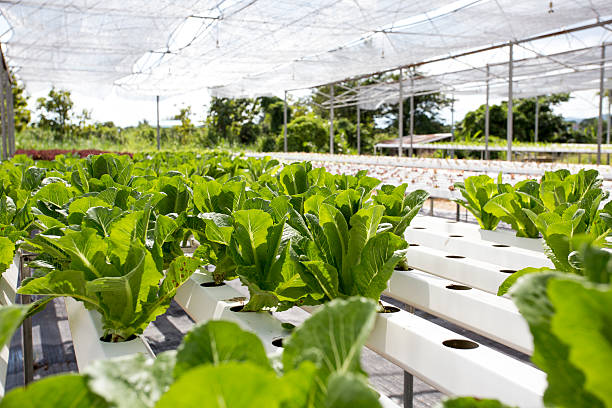 l'agricoltura biologica (hydroponic verdure) - plant spinach foto e immagini stock