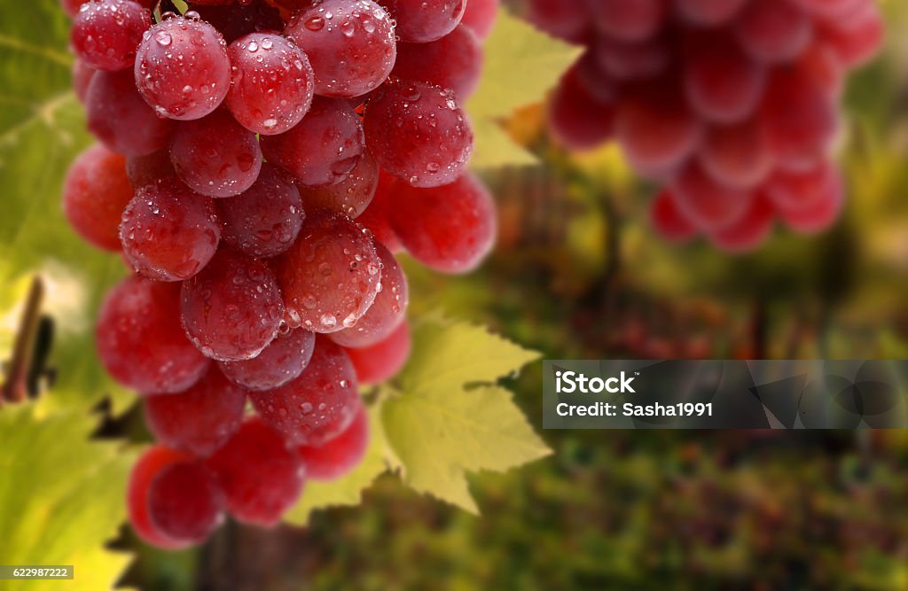 Bunches of grapes Bunches  of fresh grapes stand on the barrel Beauty In Nature Stock Photo