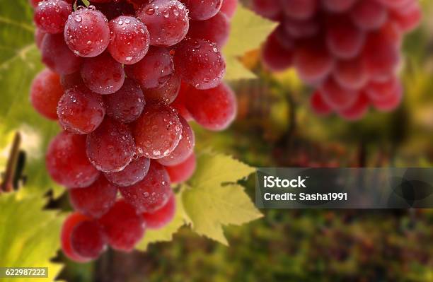 Bunches Of Grapes Stock Photo - Download Image Now - Beauty In Nature, Berry Fruit, Drop