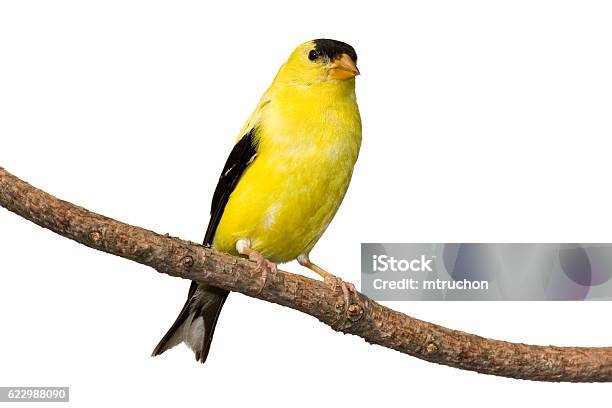 American Goldfinch Stock Photo - Download Image Now - Gold Finch, Cut Out, White Background