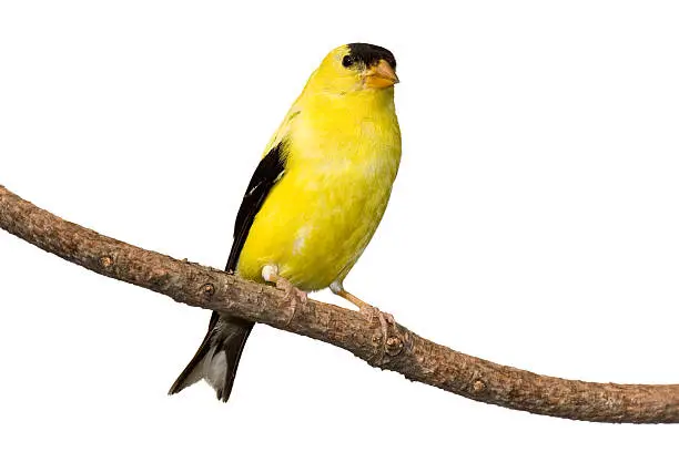 American goldfinch at rest on branch. Isolated on a white background.