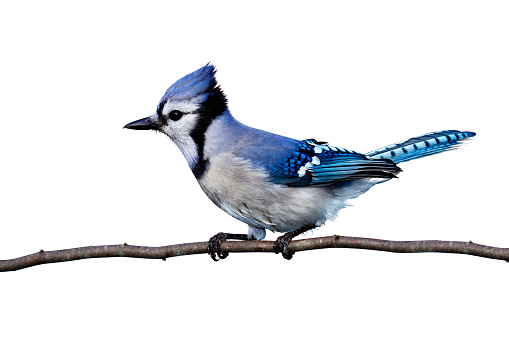 full horizontal view of bluejay perched on a branch isolated on a white background