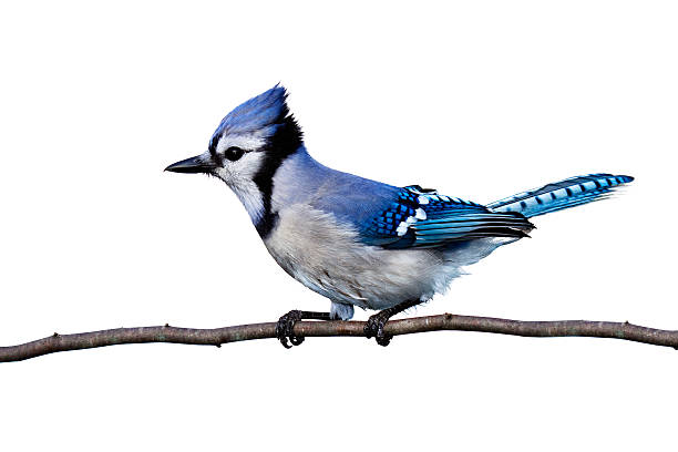 horizontal view of bluejay perched on a branch full horizontal view of bluejay perched on a branch isolated on a white background jay photos stock pictures, royalty-free photos & images