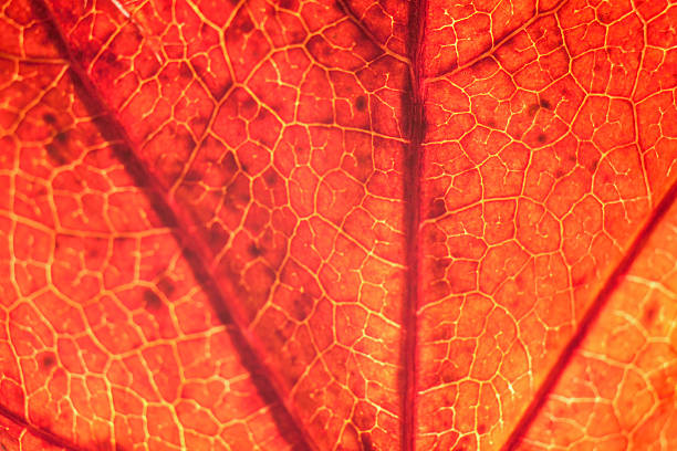 istock Macro background texture of red autumn maple leaf 622988214