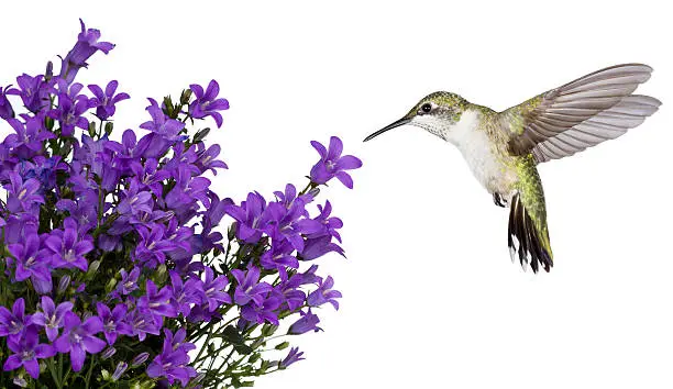 Hummingbird hovers of a purple campanula get mee, isolated on a white background