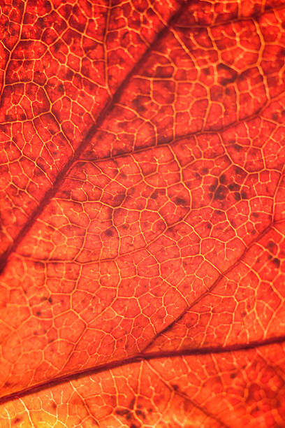 istock Macro background texture of red autumn maple leaf 622988332