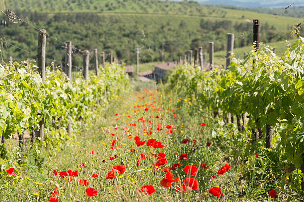 istock Vineyard of Chianti wine with poppies 622991692