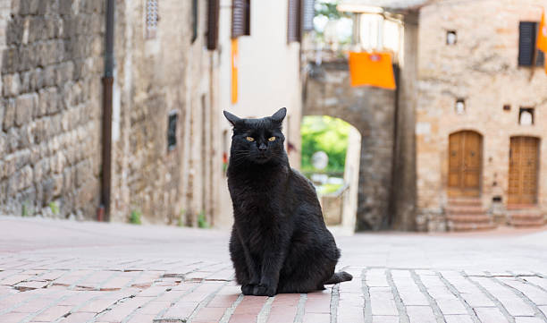 istock Black cat in the middle of a road 622993228