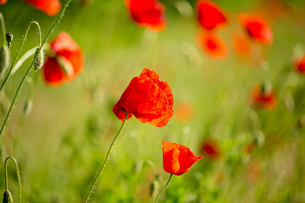 istock Red flower - a poppy in the field 622994132