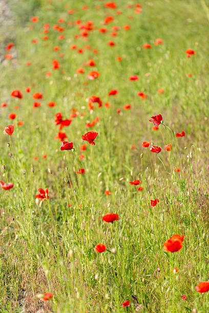 istock red poppies - meadow flowers 622994782
