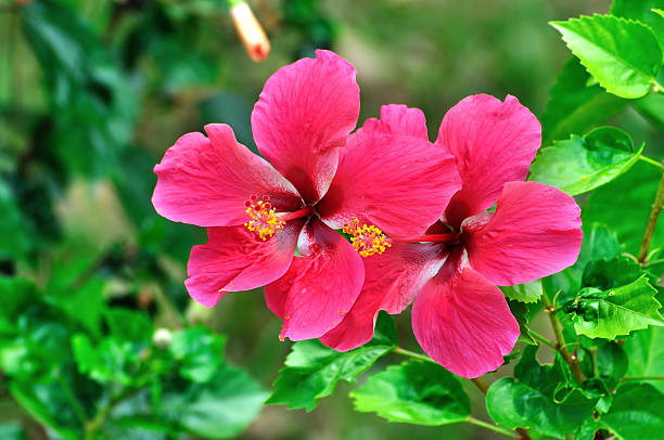 レッドのハイビスカス  - stem pollen hibiscus beauty in nature ストックフォトと画像