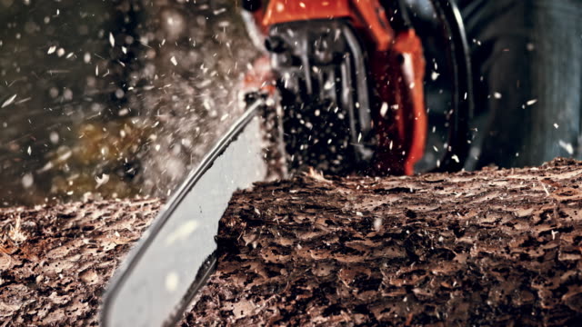 SLO MO DS Chainsaw cutting into a tree trunk