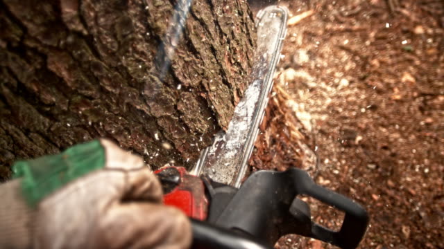 SLO MO POV Cutting into a tree with a chainsaw