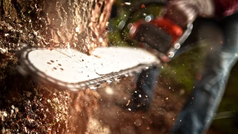 SLO MO Rotating sawchain on a guide bar cutting into a tree