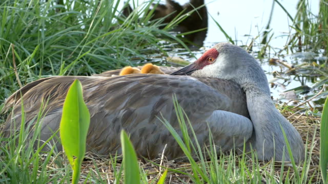 Two Baby Sandhill Cranes Hide Under Mom's Wing in Nest