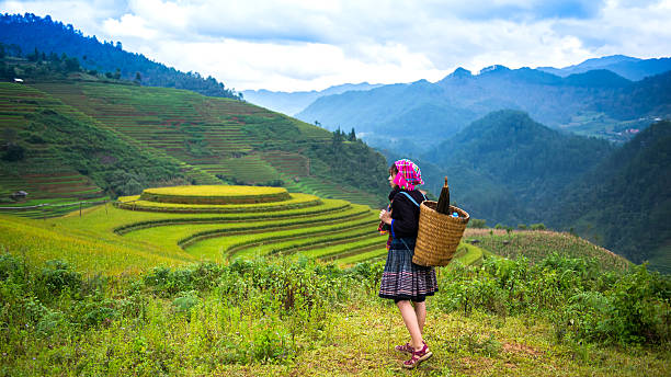istock Rice fields on terraced of Mu Cang Chai 623058196