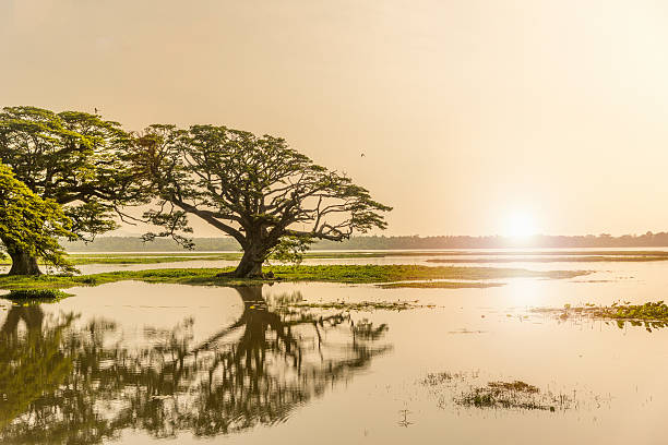 istock Sun rise,Rain Trees reflected in pond, Sri Lanka 623059272