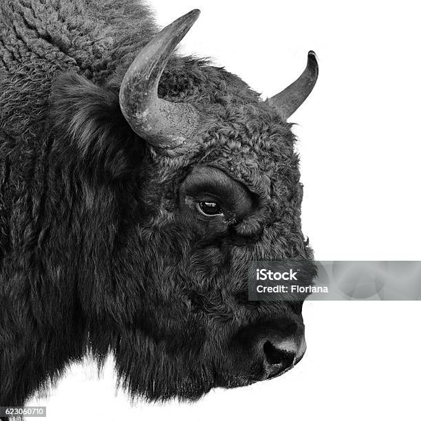 Photo libre de droit de Bison Deurope banque d'images et plus d'images libres de droit de Bison d'Europe - Bison d'Europe, Image en noir et blanc, Photographie