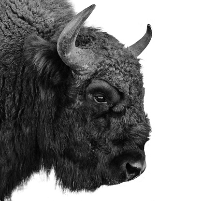 European bison portrait, black&white 