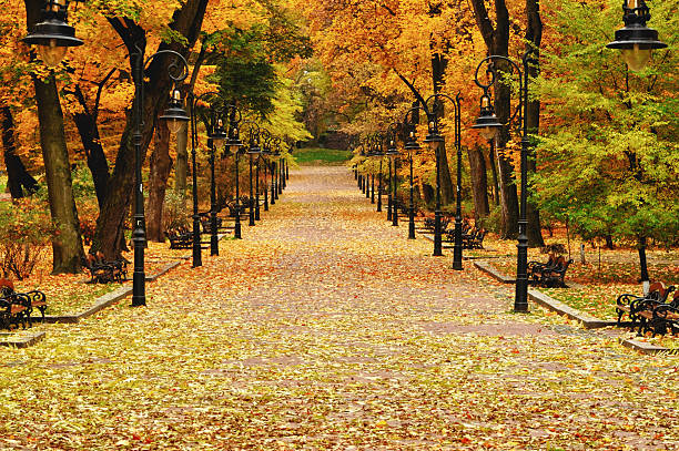 istock Lantern in the park autumn 623061098